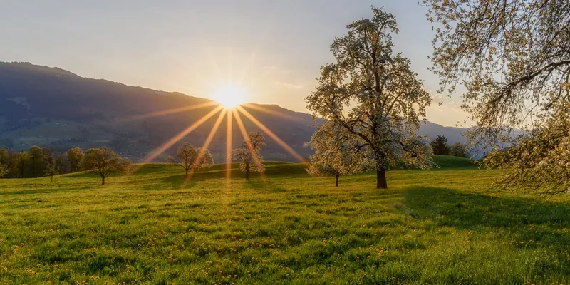 Blog : verger au soleil couchant