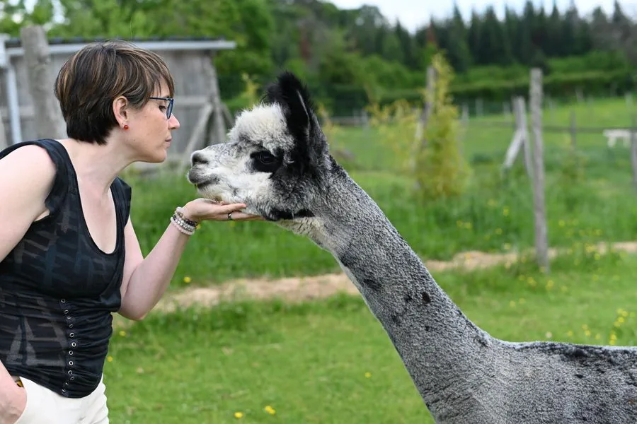 Formations en ligne : Sophie tend la main à un alpaga, qui y pose le museau