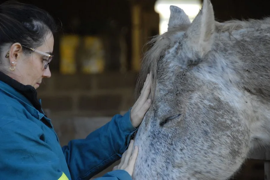 Formations en ligne : Sophie pose les mains sur la tête d’un cheval gris, qui ferme les yeux