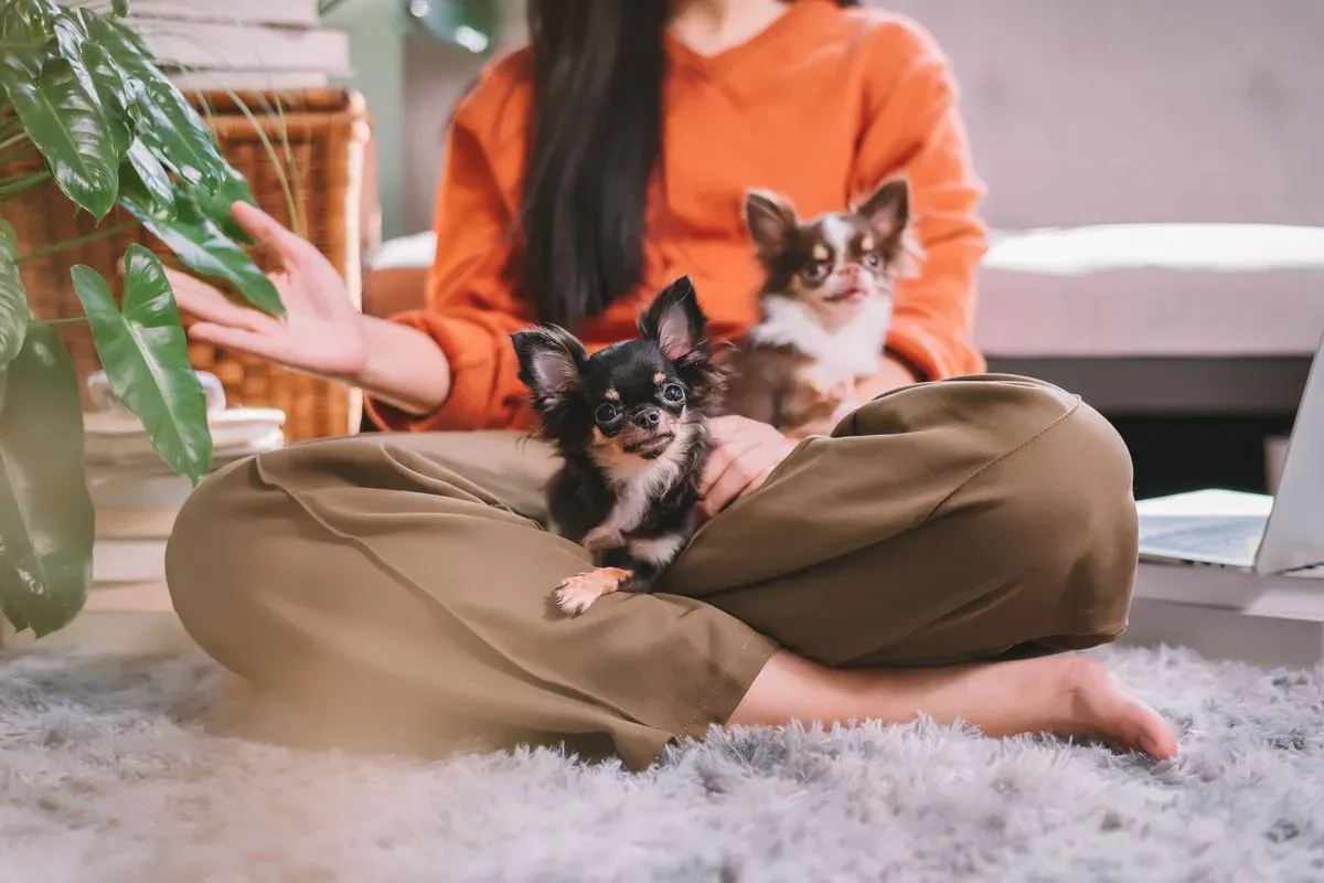 Formations en ligne : une femme assise en tailleur sur un tapis, deux chihuahuas contre elle