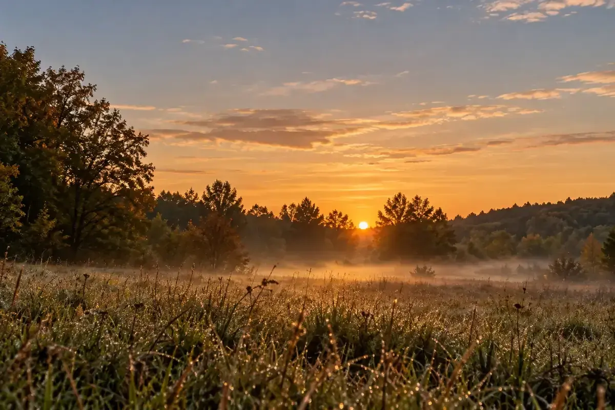 Méditation de groupe en ligne : lever de soleil sur une prairie couverte de rosée