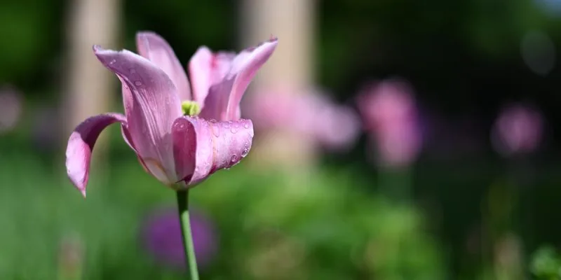 Soin énergétique à distance : une tulipe rose qui s’ouvre, dans un jardin au soleil
