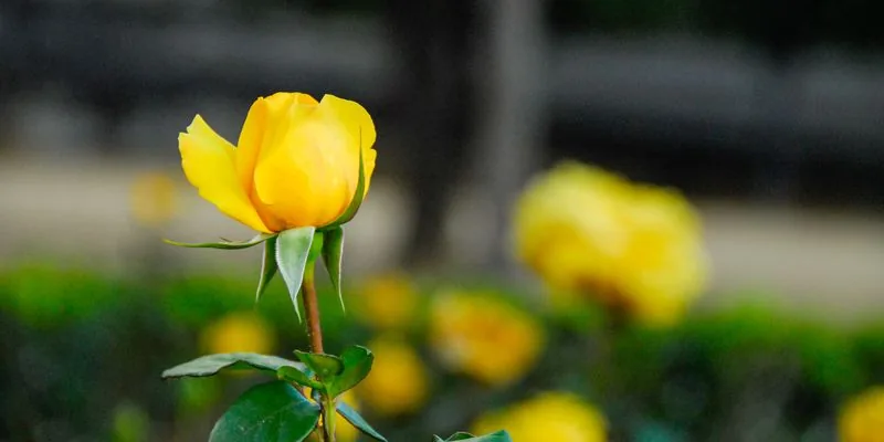 Soin énergétique à distance : un bouton de rose jaune qui commence à s’ouvrir