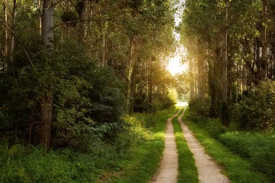 Soin énergétique à distance : chemin de terre traversant une forêt verdoyante au printemps, éclairé par le soleil