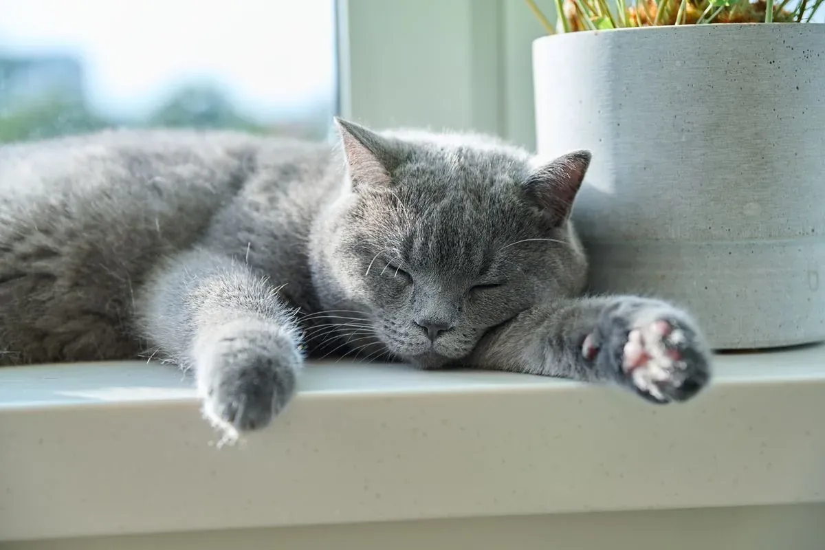Soin énergétique animal : un chat gris endormi au soleil, sur un rebord de fenêtre