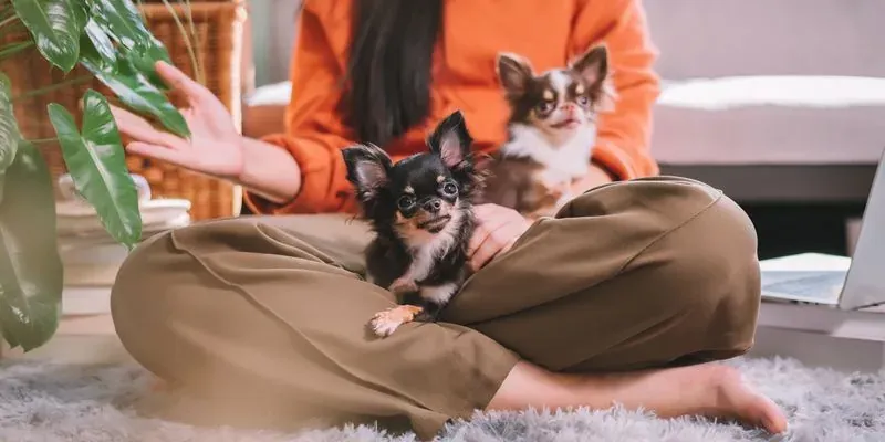 Tarif communication animale : une femme assise en tailleur sur un tapis, deux chihuahuas contre elle