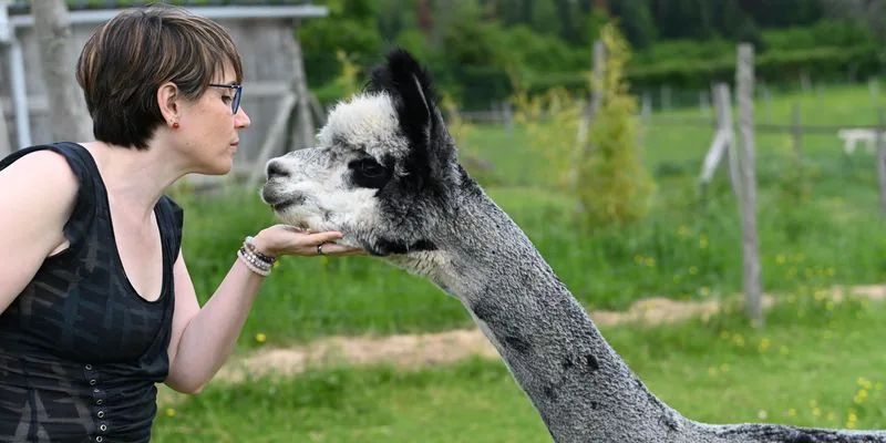 Tarif communication animale : Sophie tend la main à un alpaga, qui y pose le museau