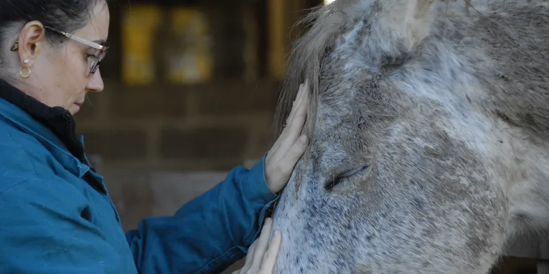 Tarif communication animale : Sophie pose les mains sur la tête d’un cheval gris, qui ferme les yeux
