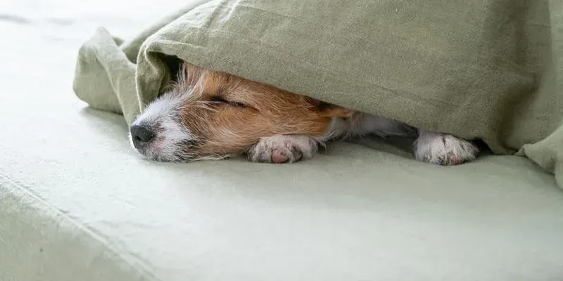 Tarif communication animale : un chien endormi sous une couverture vert clair