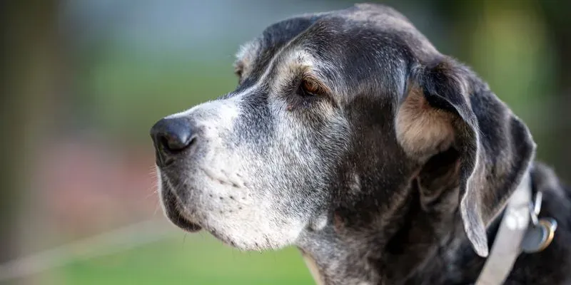 Tarif communication animale : profil d’un vieux chien au museau grisonnant